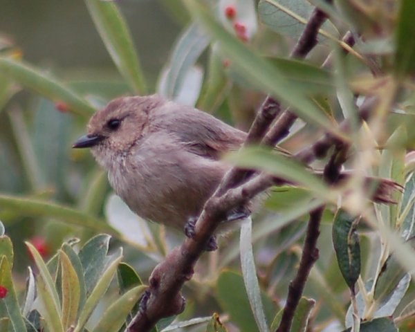 Bushtit photo #1