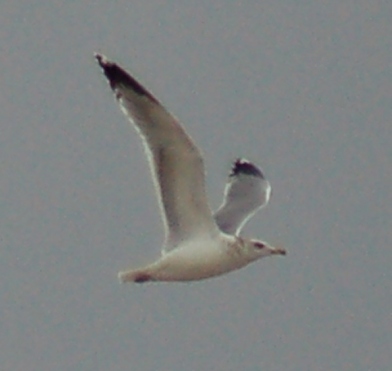 California Gull (winter adult) photo #4