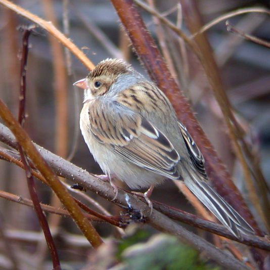 Clay-colored Sparrow photo #1