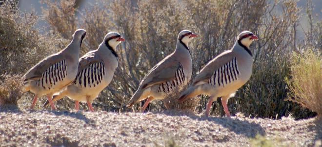 Chukar photo #2