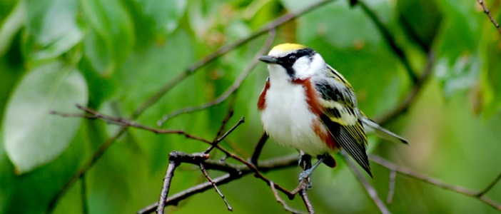 Chestnut-sided Warbler
