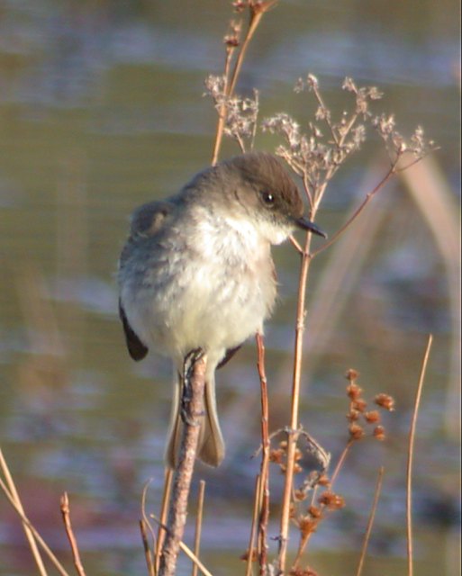 Eastern Phoebe (adult)