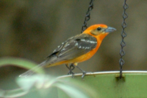 Flame-colored Tanager (adult male)