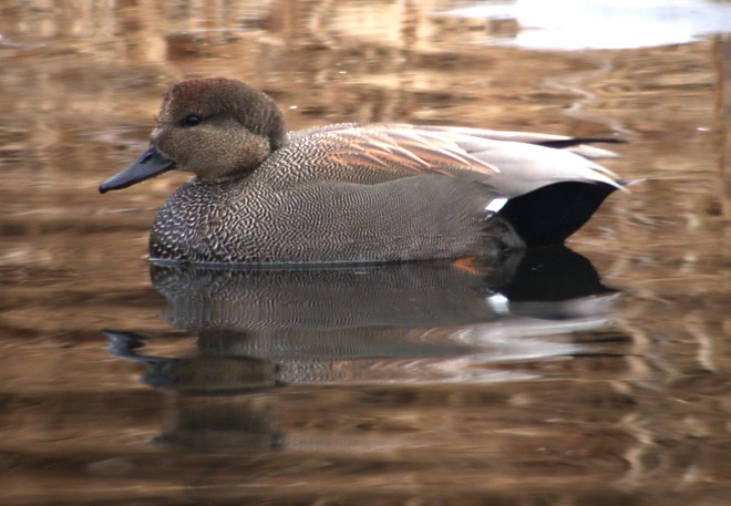 Gadwall Photo 1