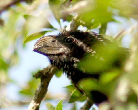Groove-billed Ani
