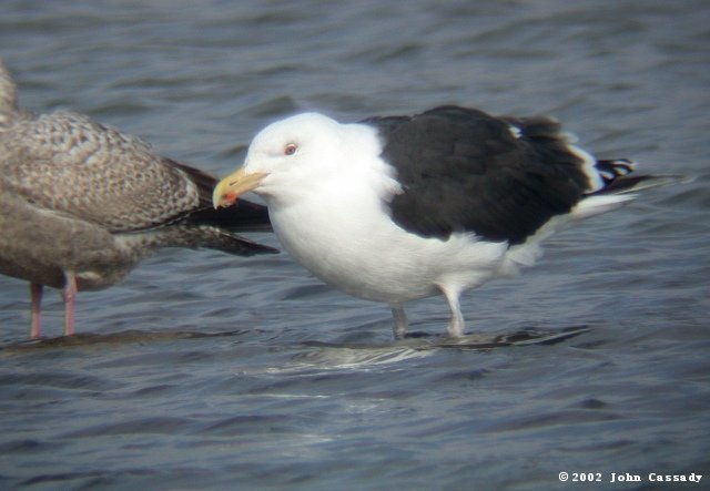 Great Black-backed Gull Photo 2