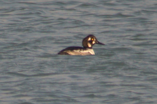 Hooded Merganser X Common Goldeneye Hybrid