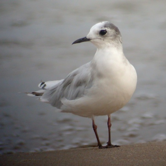 Little Gull Photo 2