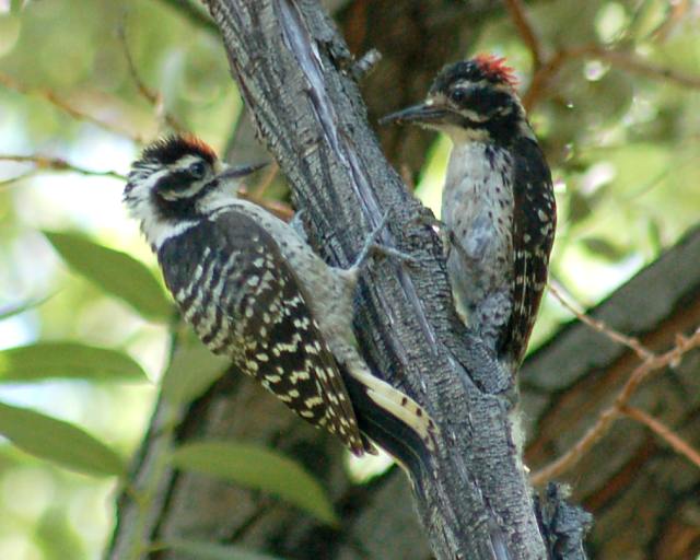 Nuttall's Woodpecker photo #1