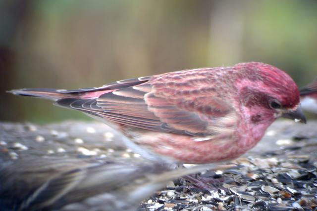 Purple Finch