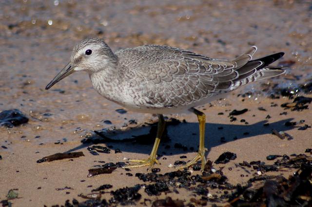 Red Knot (juvenile) photo #2