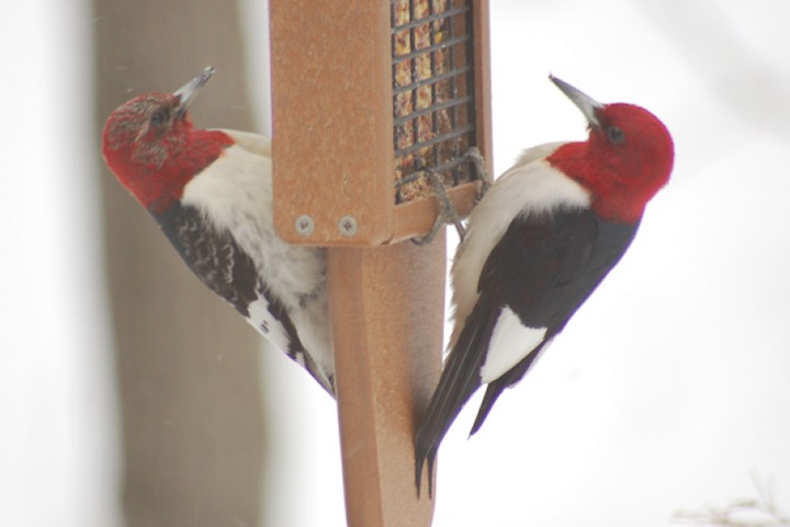 Red-headed Woodpecker photo #8