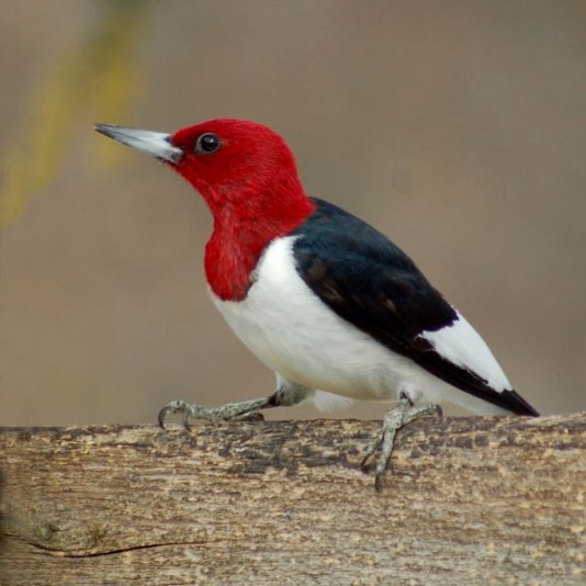 Red-headed Woodpecker photo #1