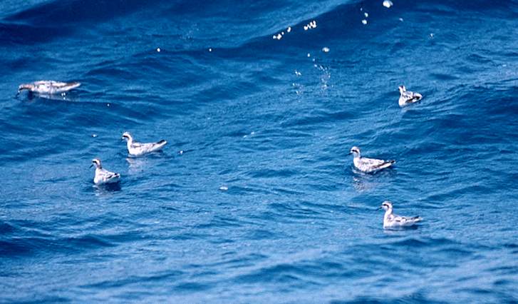 Red-necked Phalarope photo #1