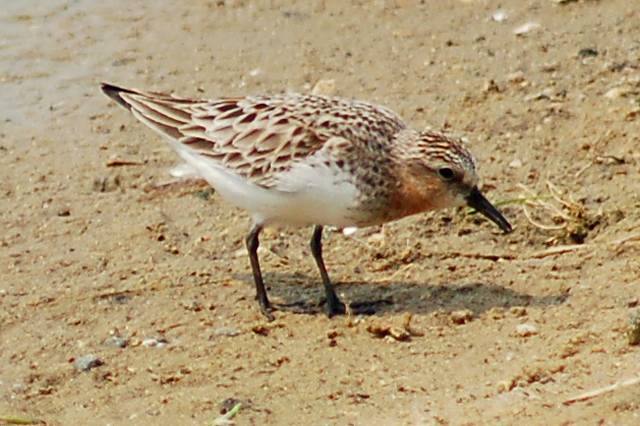Red-necked Stint Photo 1