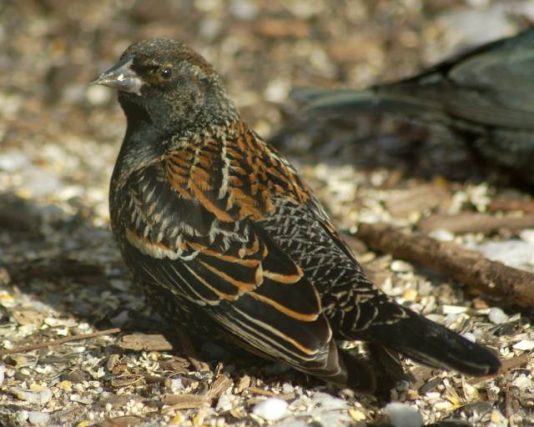 Red-winged Blackbird photo #1