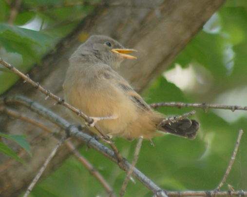 Say's Phoebe