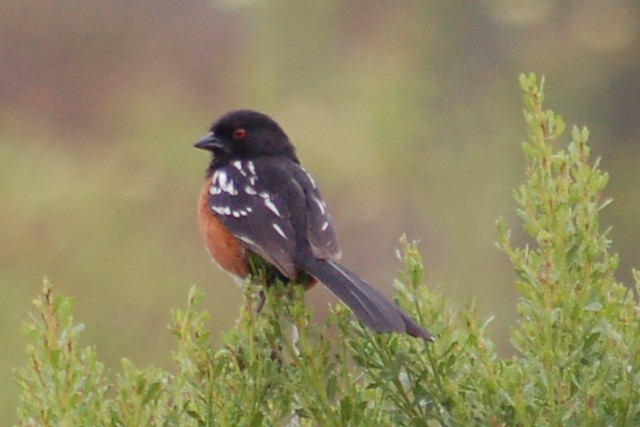 Spotted Towhee photo #1