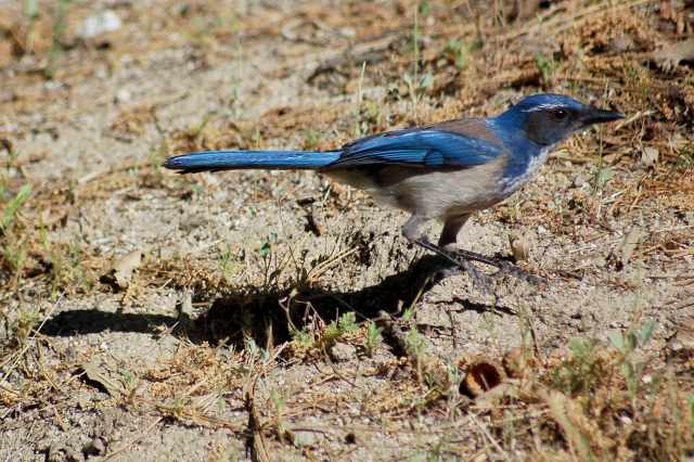 Western Scrub-Jay (Pacific form) photo #3