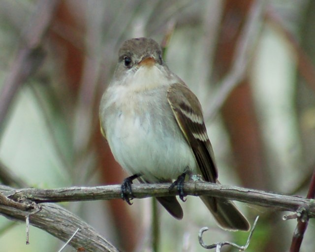 Willow Flycatcher photo #4