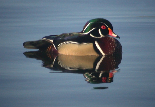 Wood Duck Photo 2