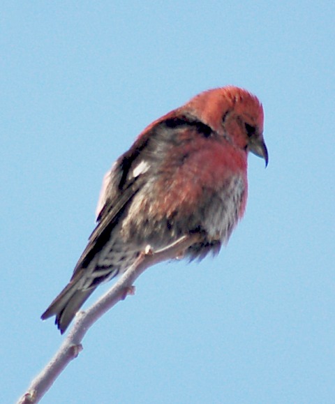 White-winged Crossbill (male) photo #1
