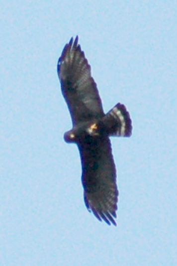 Zone-tailed Hawk (adult in flight)