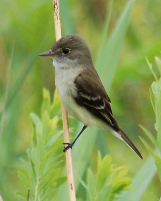 Alder Flycatcher photo #3