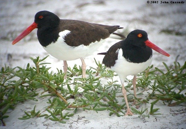 American Oystercatcher