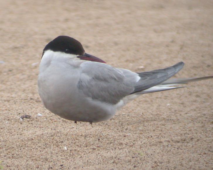 Arctic Tern (adult) Photo 2
