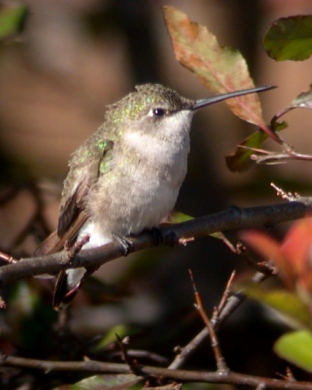 Black-chinned Hummingbird photo #1