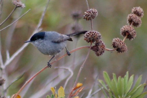 California Gnatcatcher photo #3