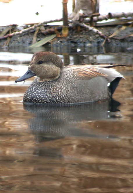 Gadwall Photo 5