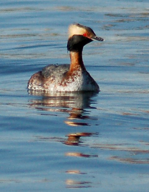 Horned Grebe photo #2