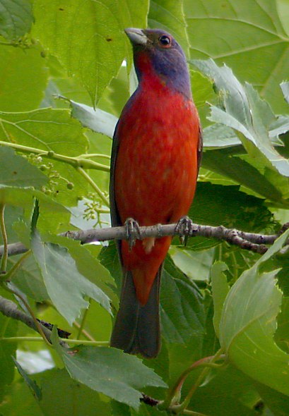 Painted Bunting Photo 5