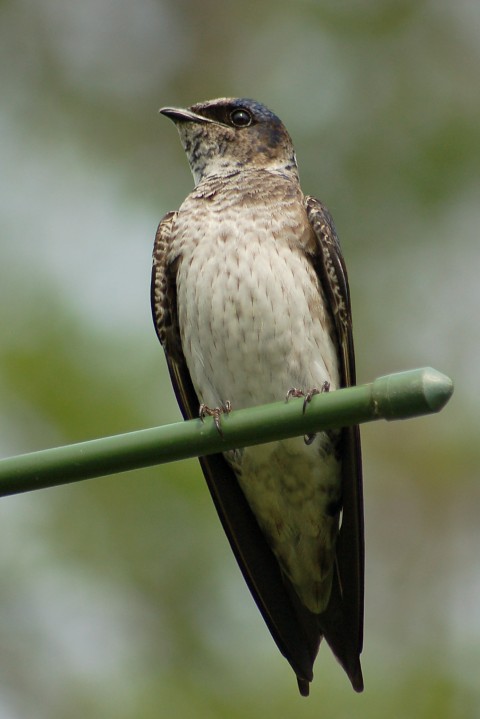 Purple Martin (juvenile)