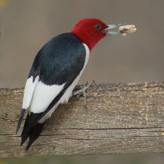 Red-headed Woodpecker photo #3