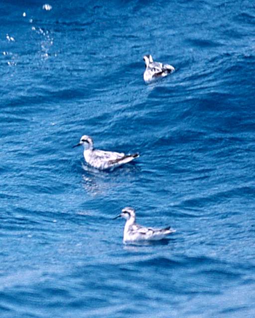 Red-necked Phalarope photo #2