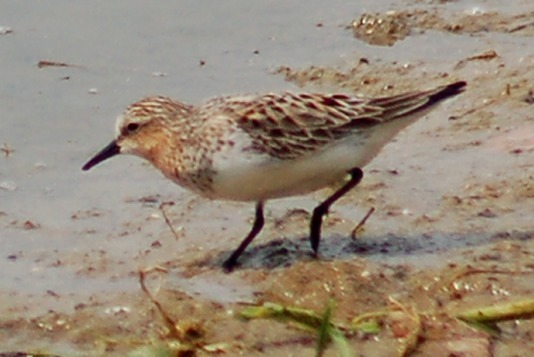 Red-necked Stint Photo 2
