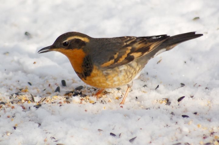 Varied Thrush