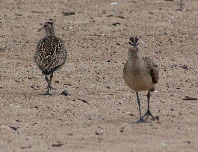 Whimbrel (juvenile)