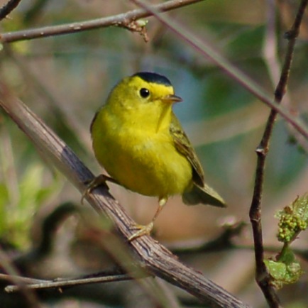 Wilson's Warbler photo #2