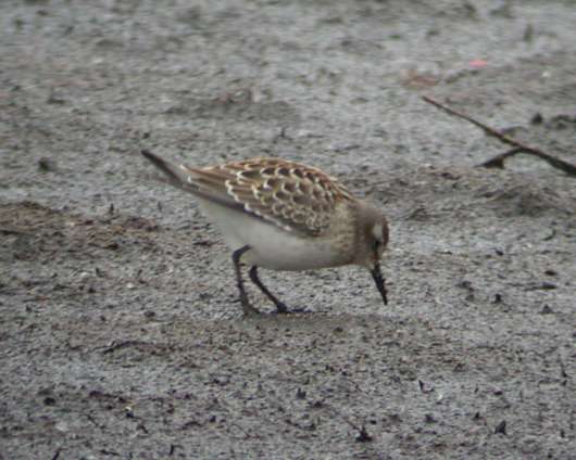 White-rumped Sandpiper