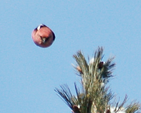White-winged Crossbill (male) photo #3