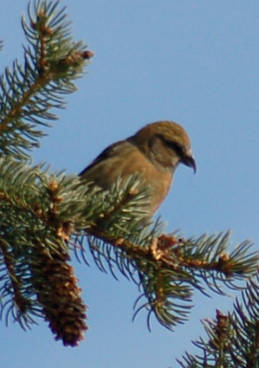 White-winged Crossbill (female)
