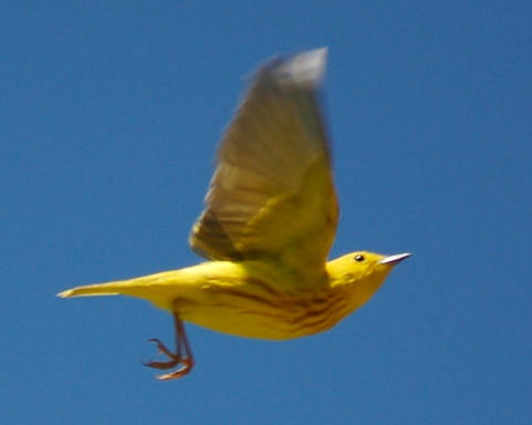 Yellow Warbler photo #3