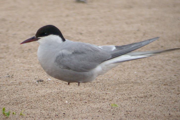 Arctic Tern (adult) Photo 1