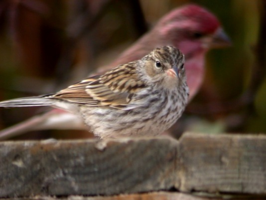 Chipping Sparrow (juvenile) photo #2