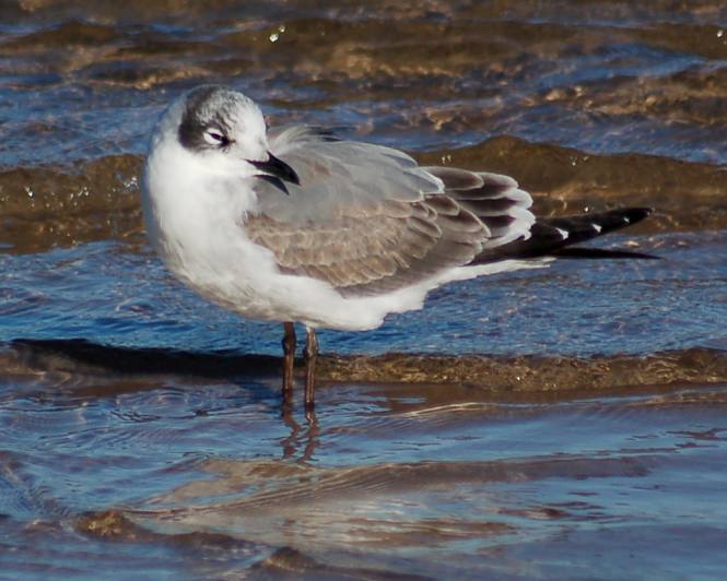 Franklin's Gull (1st cycle)