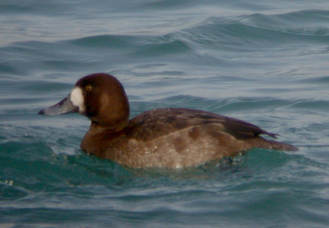 Greater Scaup Photo 1